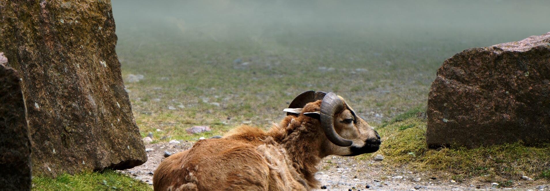 Cameroon Sheep